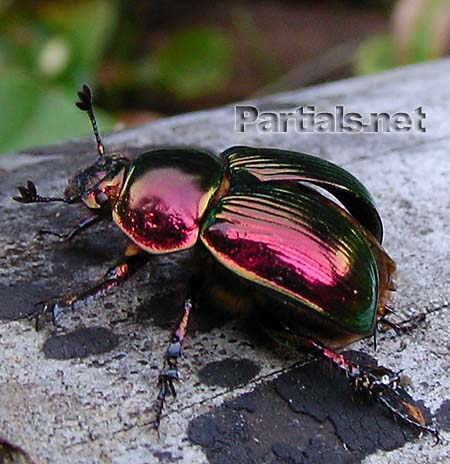 オオセンチコガネ兵庫