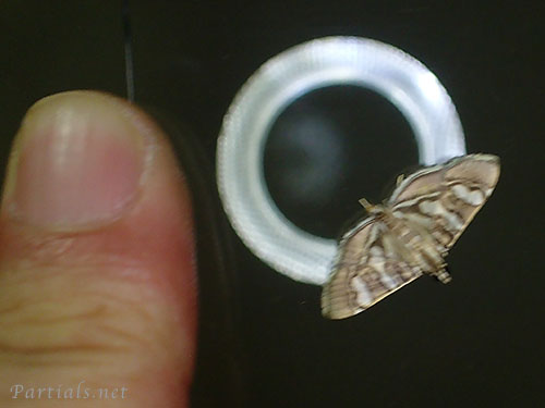 オオシロモンノメイガ