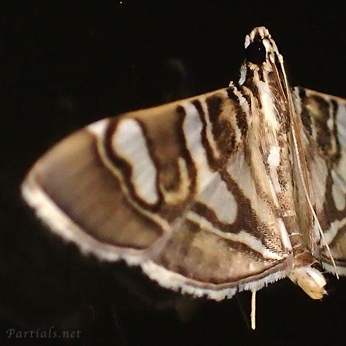 オオシロモンノメイガ