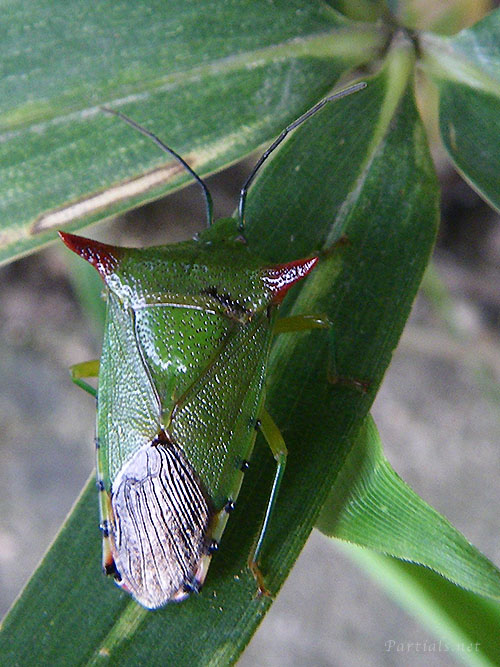 オオツノカメムシ