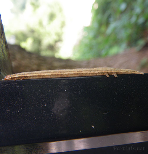 オオウンモンクチバの幼虫