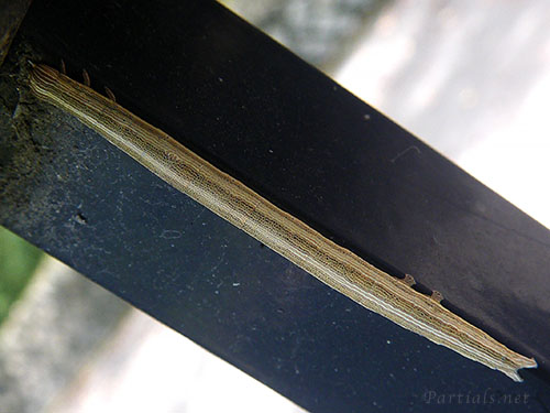 オオウンモンクチバの幼虫