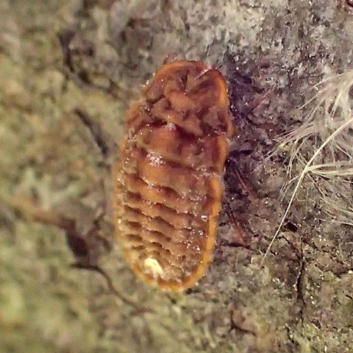 オオワラジカイガラムシ