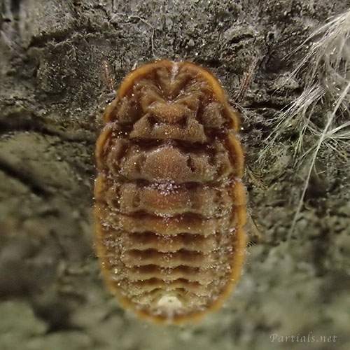 オオワラジカイガラムシ