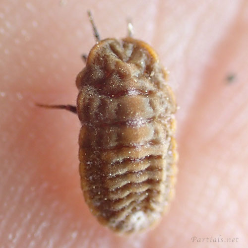 オオワラジカイガラムシ