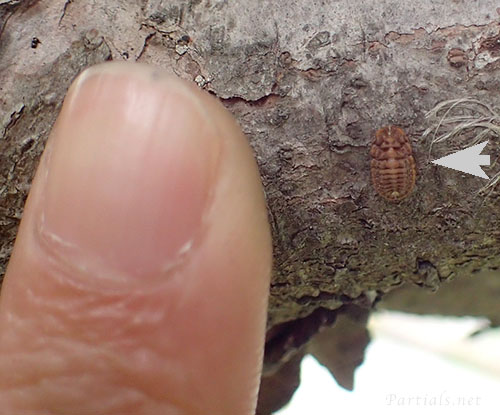 オオワラジカイガラムシ