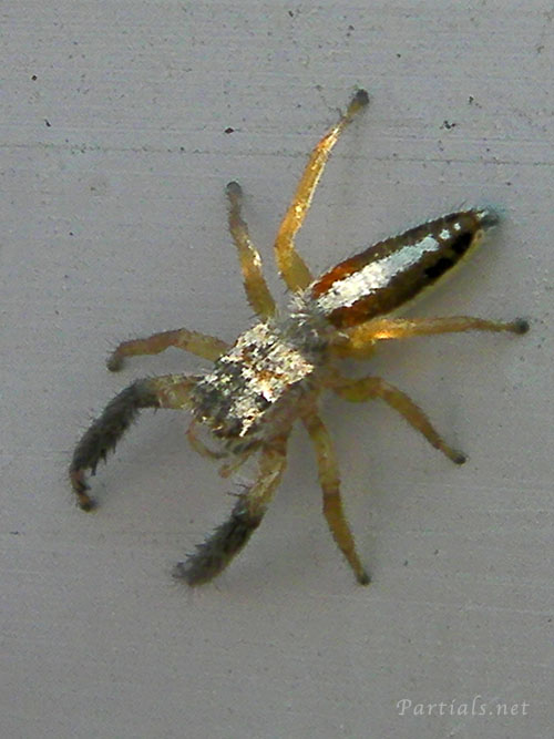 オスクロハエトリ♀