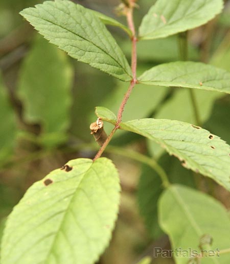 オトシブミの揺籃