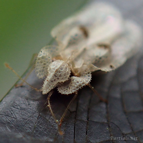 プラタナスグンバイ