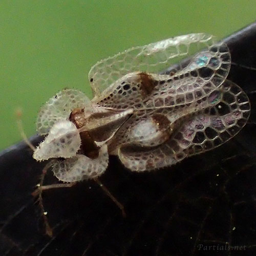 プラタナスグンバイ