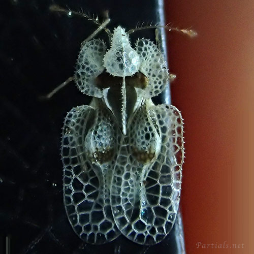 プラタナスグンバイ