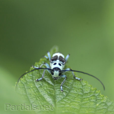 ラミーカミキリ