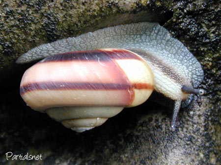 種類不明マイマイ