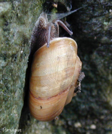 種類不明マイマイ