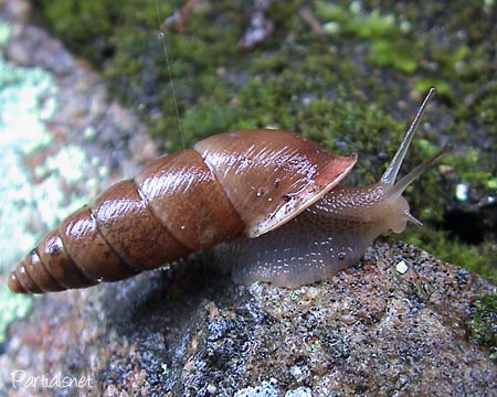 種類不明キセルガイ