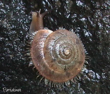 種類不明ケマイマイ