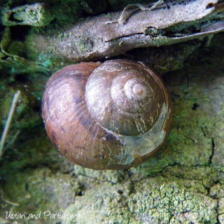 マイマイの一種