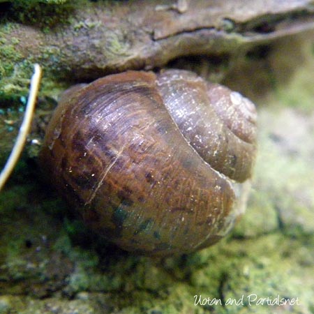 マイマイの一種