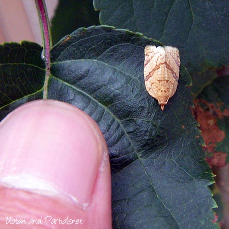 リンゴコカクモンハマキ