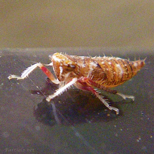 リンゴマダラヨコバイの幼虫