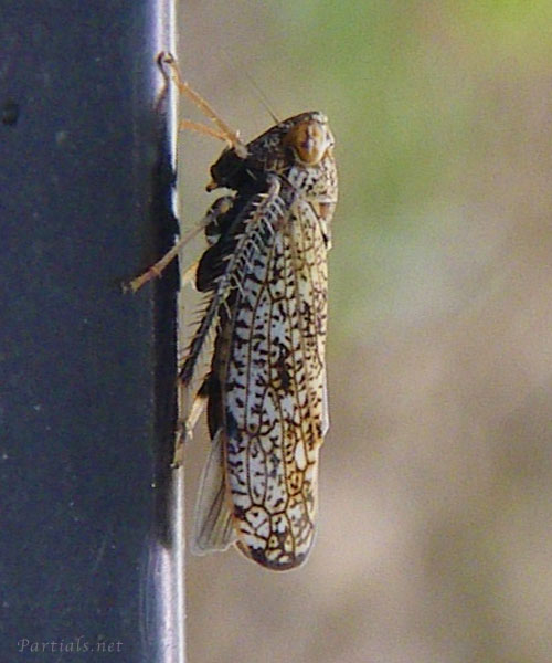 リンゴマダラヨコバイ