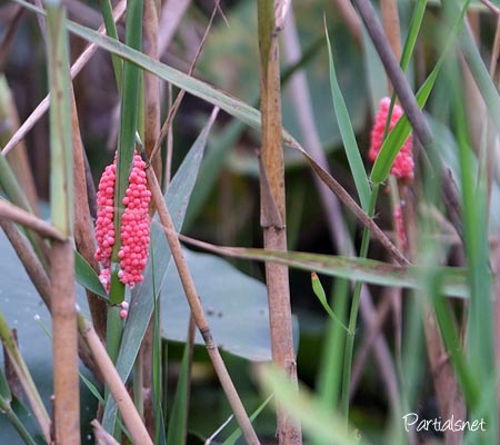 スクミリンゴガイ卵塊