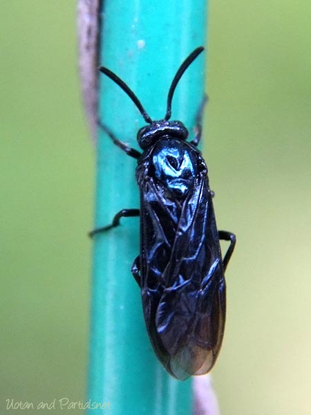 ルリチュウレンジ