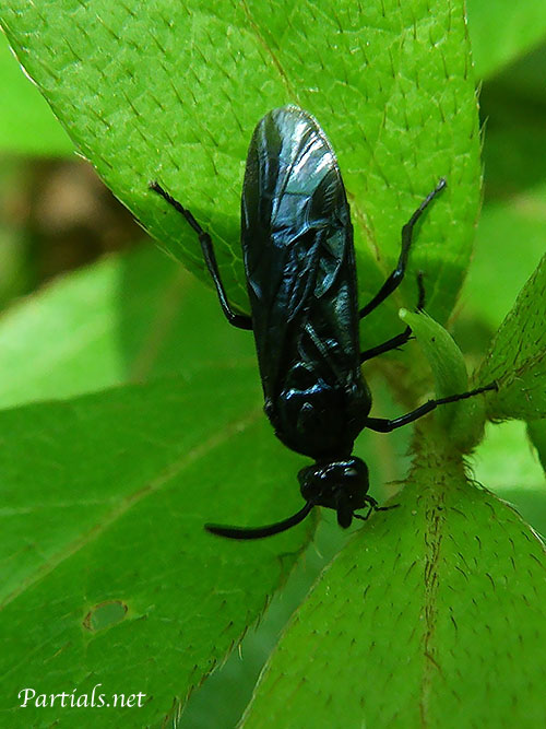 ルリチュウレンジハバチ