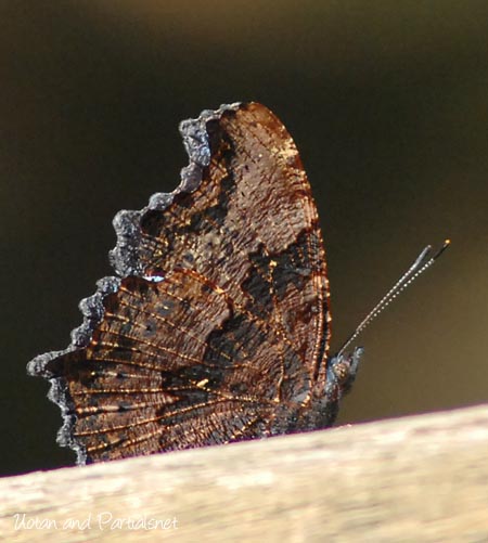 ルリタテハ裏翅