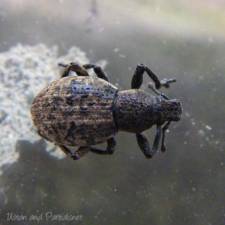 サビヒョウタンゾウムシ