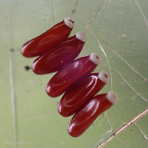 ヒゲナガサシガメの卵