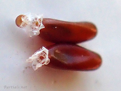 ヒゲナガサシガメの卵