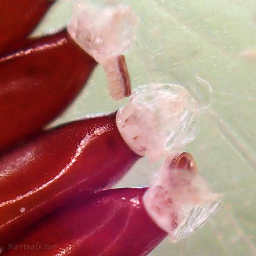 ヒゲナガサシガメの卵