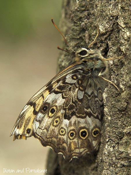 サトキマダラヒカゲ