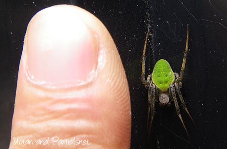 サツマノミダマシ・メス