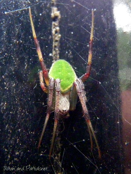 サツマノミダマシ・メス