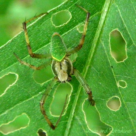 サツマノミダマシ・オス