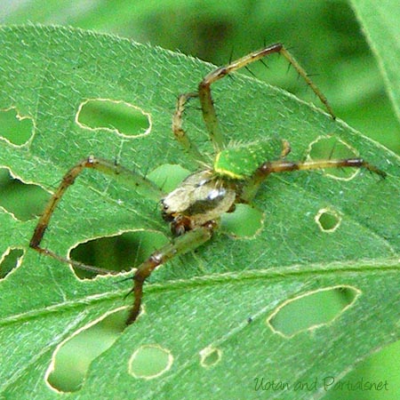 サツマノミダマシ・オス