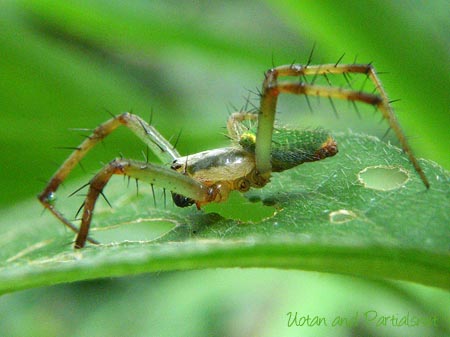 サツマノミダマシ・オス