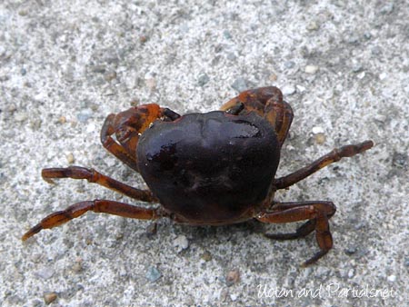 抱卵したサワガニ