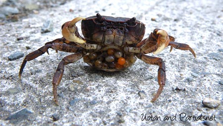 抱卵したサワガニ