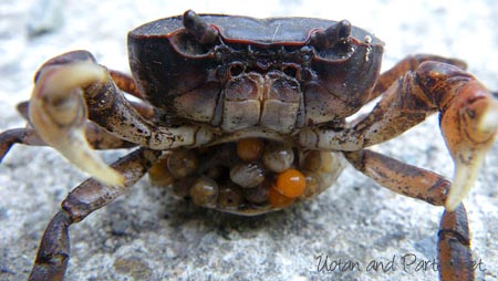 抱卵したサワガニ