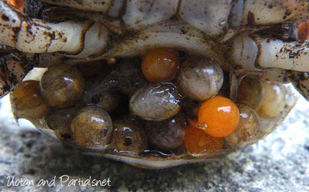 抱卵したサワガニ