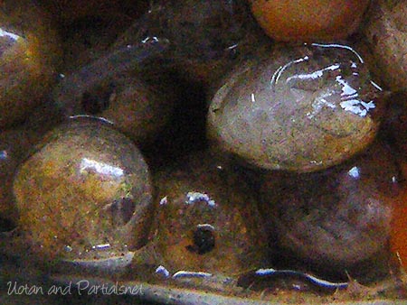 抱卵したサワガニ