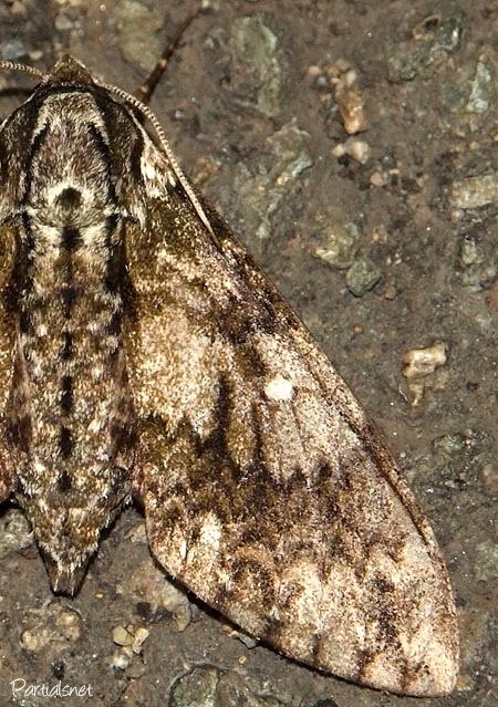 サザナミスズメ