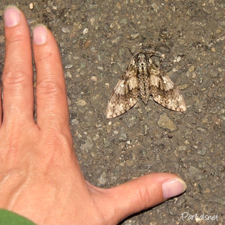 サザナミスズメ