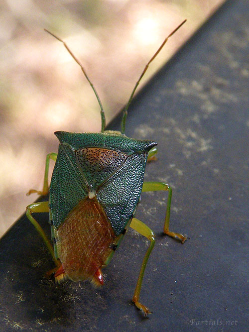 セアカツノカメムシ