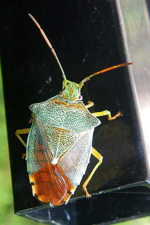 セアカツノカメムシ