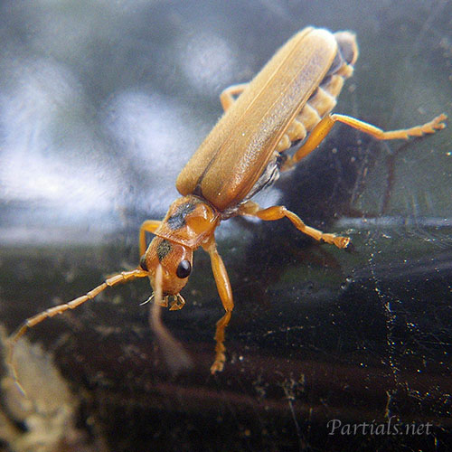 セボシジョウカイ