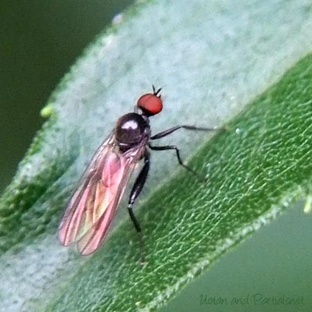 オドリバエ科Hybos属の一種